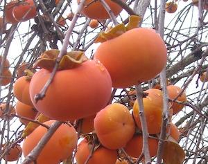 Fuyu persimmons on a tree