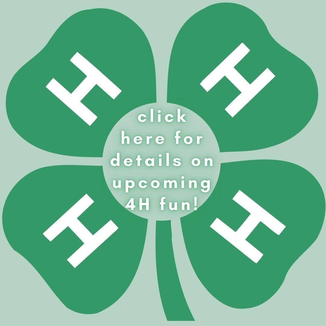 click here for details on upcoming 4H fun - 4H logo