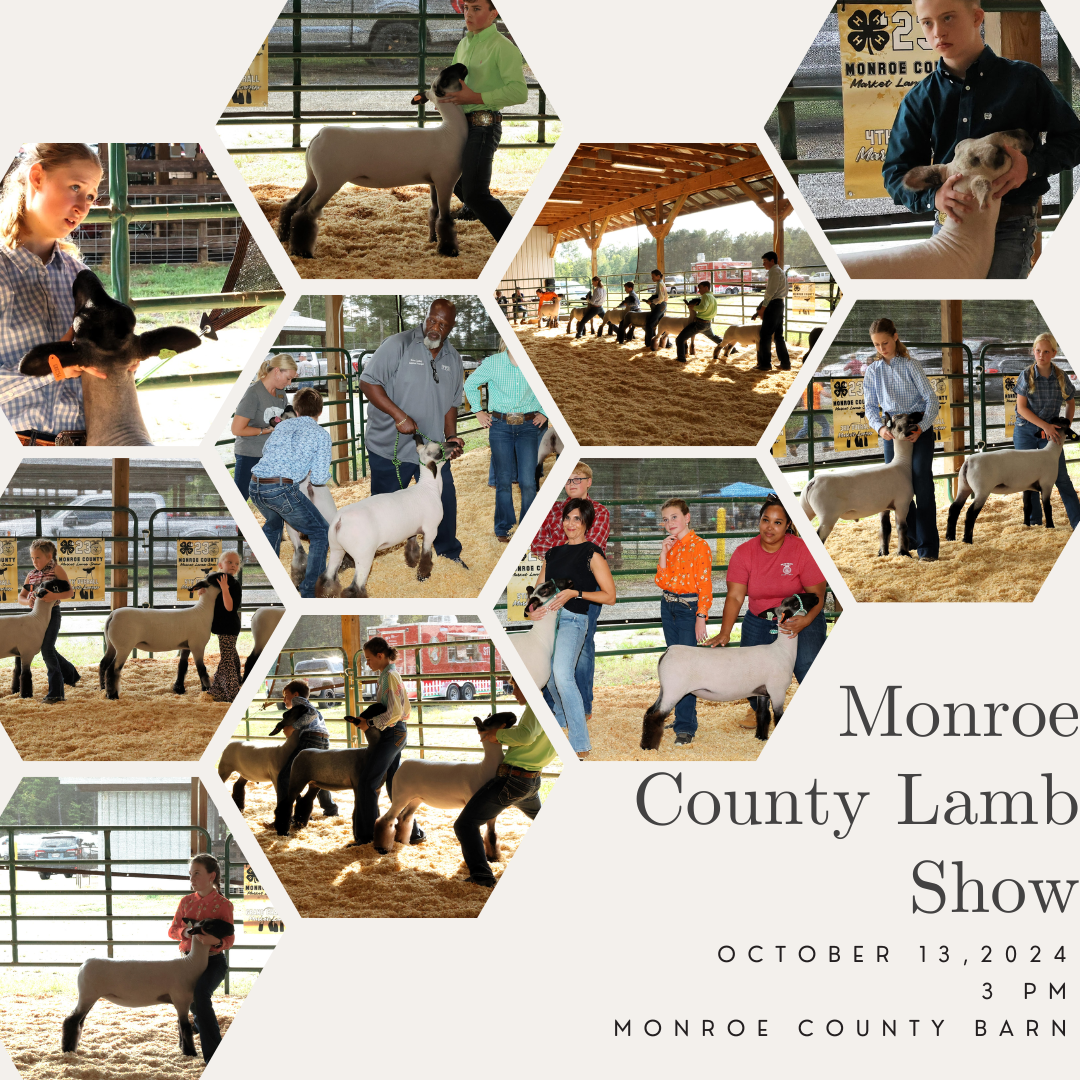 monroe county lamb show - oct 13 - 3pm - monroe county barn 