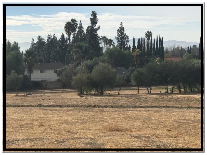 Park meadow looking south