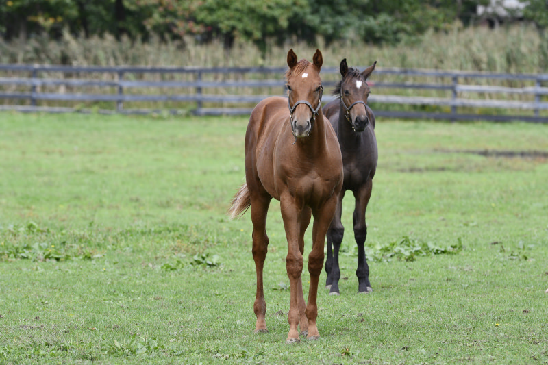 Stay tuned for even more exciting news in the coming weeks! In partnership with the US Navy, Monmouth County, Colts Neck Township, and MCF, over 200 acres in Colts Neck has been permanently preserved. This represents a substantial remaining amount of farm acreage in our Garden State! 