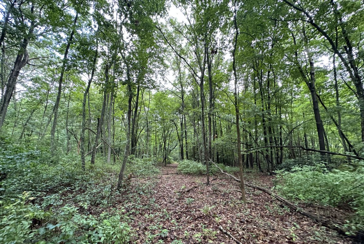 Thickly wooded area of Howell township