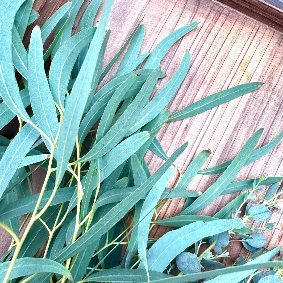 Fresh eucalyptus bunches + Sea Magic back in stock