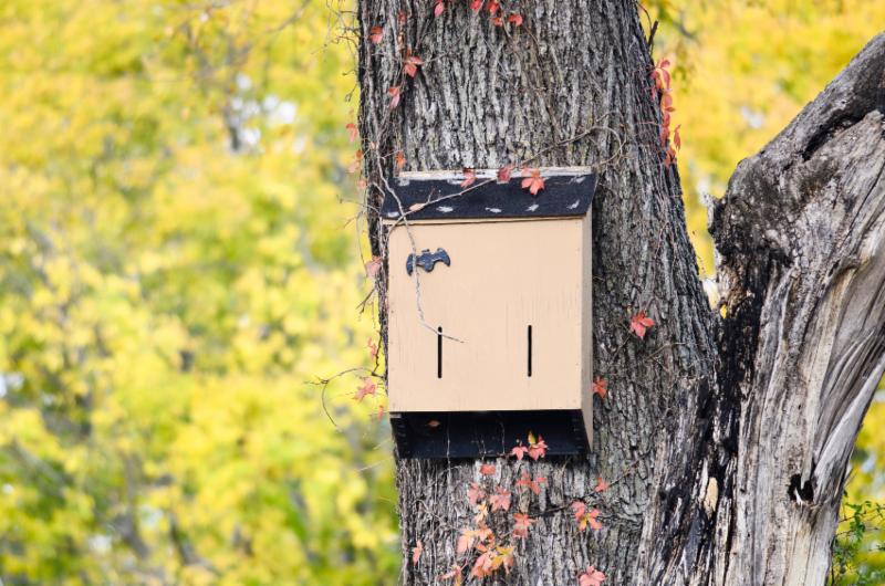 Should I Build a Bat House to Control Mosquitoes?