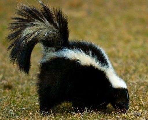 Striped Skunk