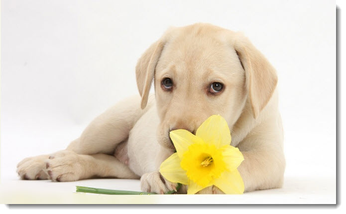 Yellow Lab Puppy with Daffodil