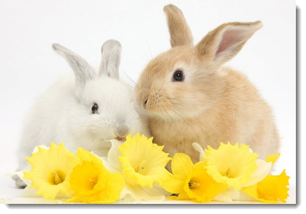 Bunnies & Daffodils