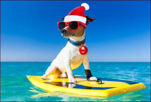 Boogie Board Pup