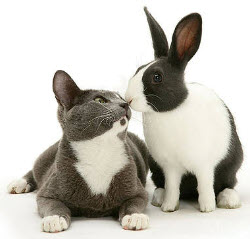 Grey & White Kitten & Bunny