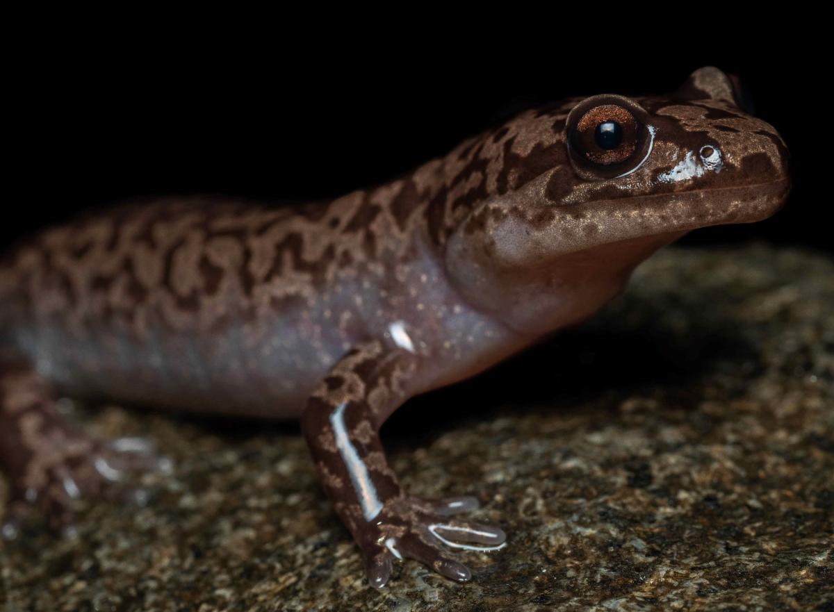 A coastal giant salamander on a rock.