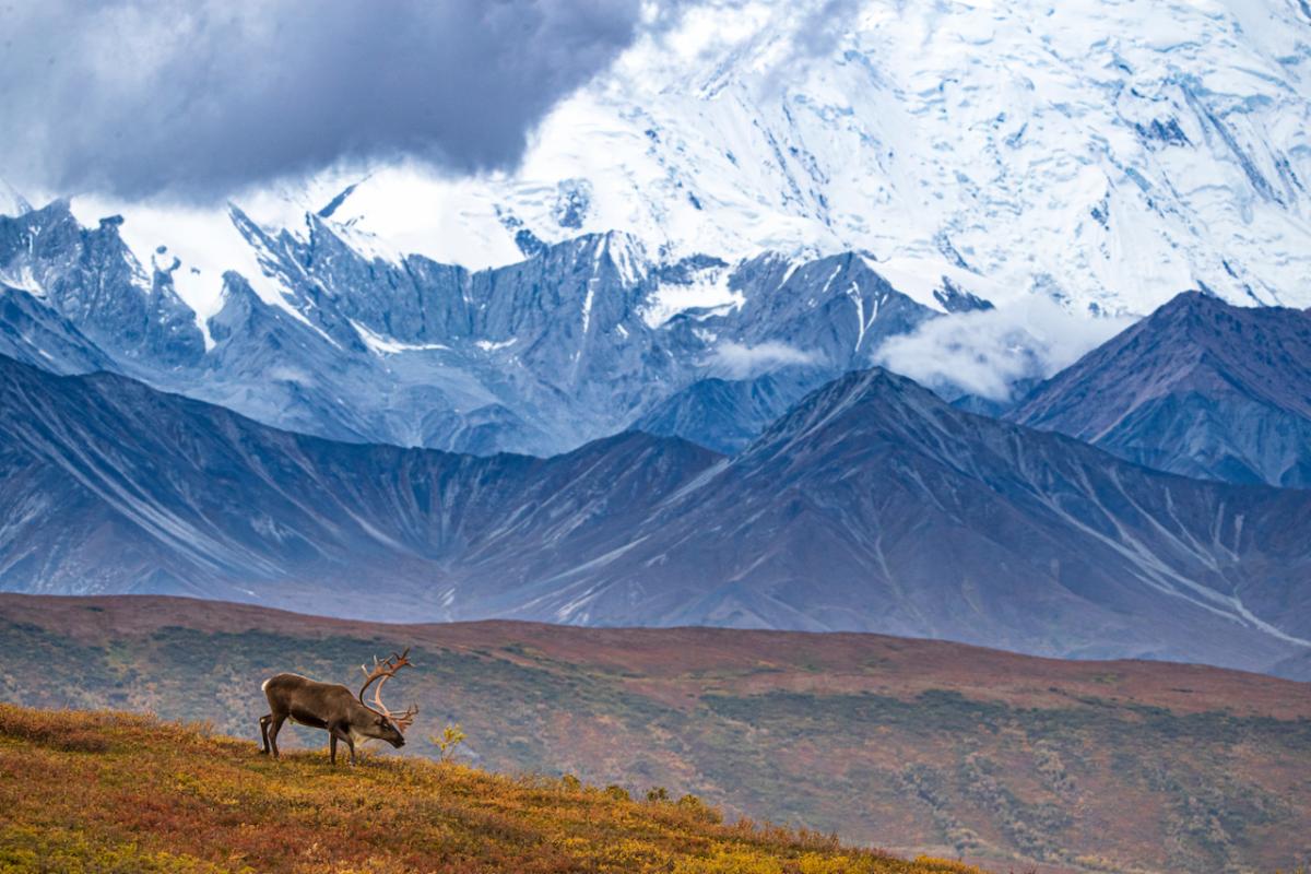 A brown caribou stands in front of the snow covered Alaskan Range while nibbling the last remnants of the fall ground cover foliage.