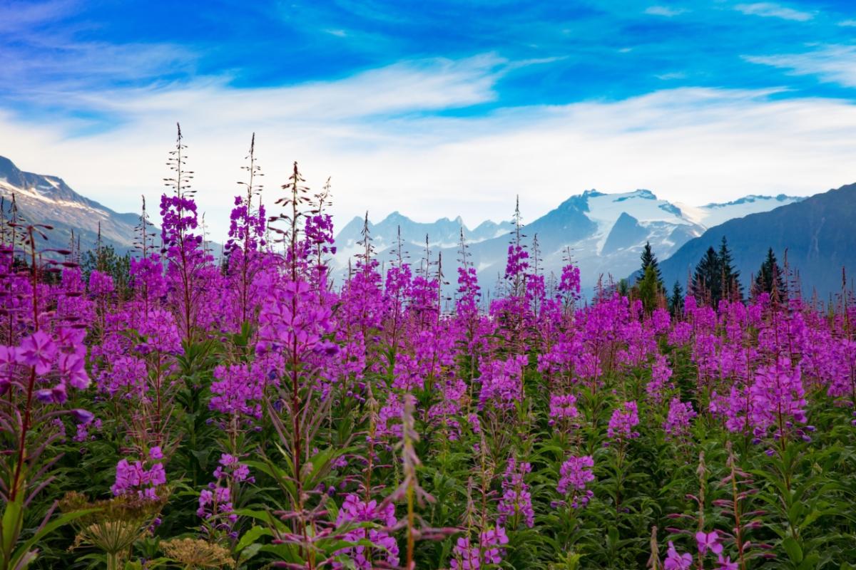 A hill covered in bright, fuchsia Fireweed stands in front of beautiful snow-tipped Alaskan mountains