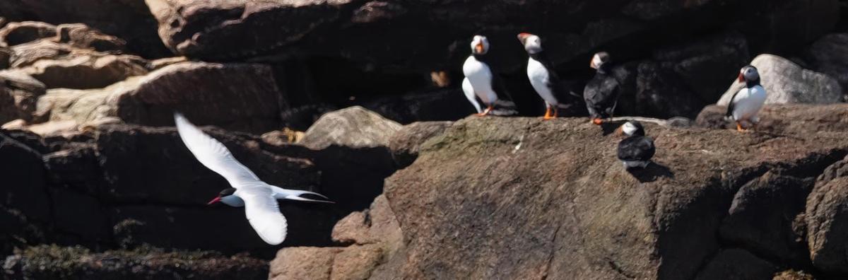 Puffins on a rocky shore