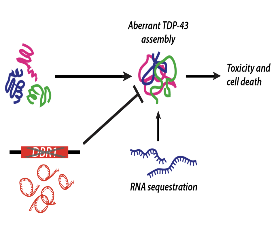 diagram showing how deletion of DBR1 modifies TDP-43 toxicity