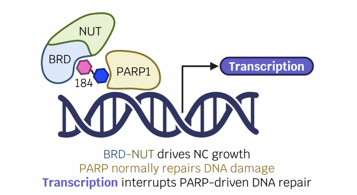 Kelly Wang honors research diragram of BRD-NUT protein in action