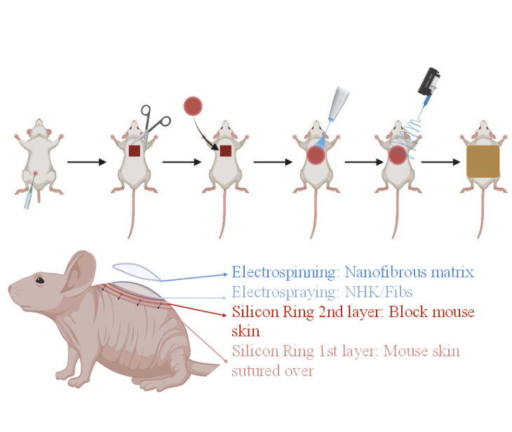 Diagram of Mouse silicon ring process