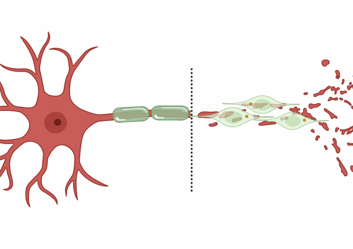 Diagram of cell being cut and the Schwann cell repairing