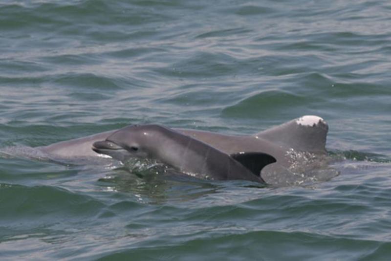 Bottlenose dolphins in Gulf