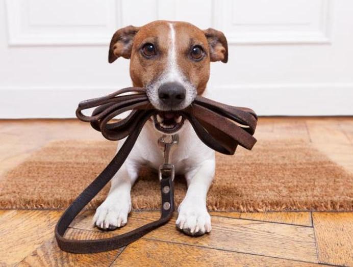 dog_leather_leash.jpg