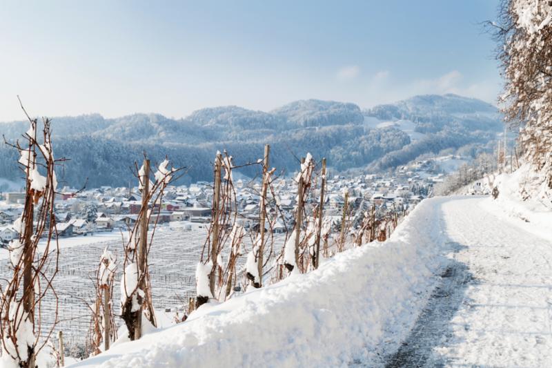 winter_vineyard.jpg