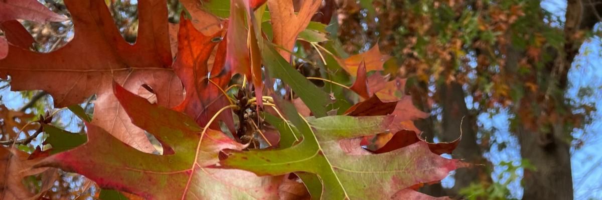 red oak leaves in autumn