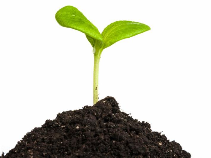 seedling sprout in mound of soil
