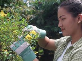 woman-trimming-hedge.jpg