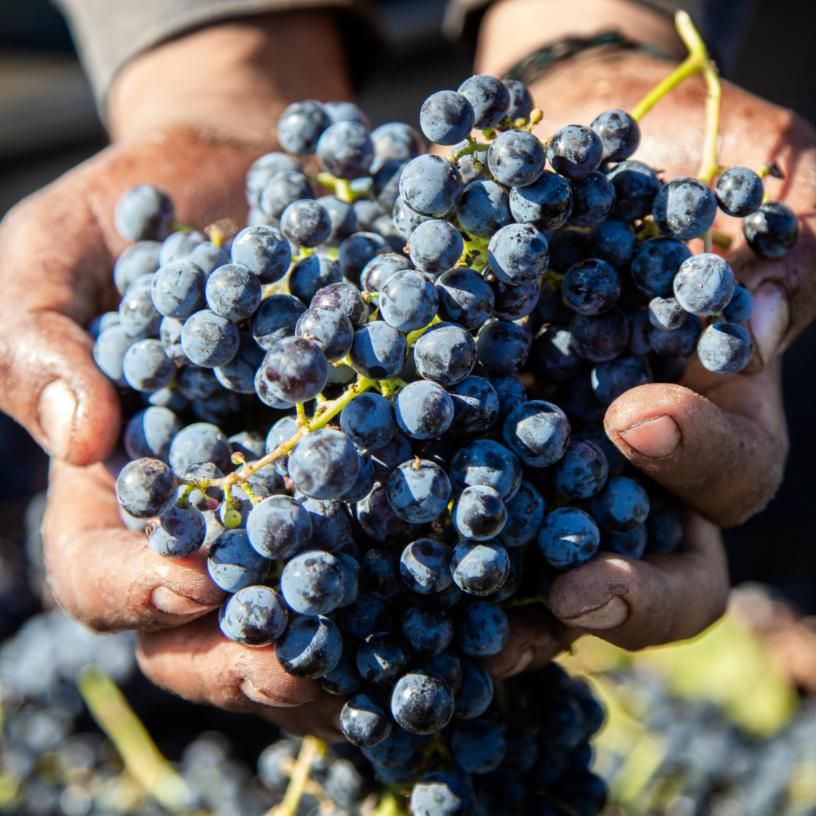 hands holding grapes