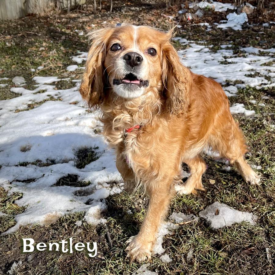 6 Lucky Rescue Dogs Need Your Help