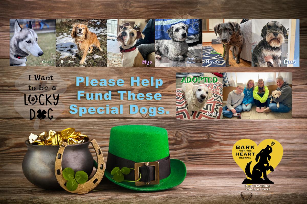 6 Lucky Rescue Dogs Need Your Help