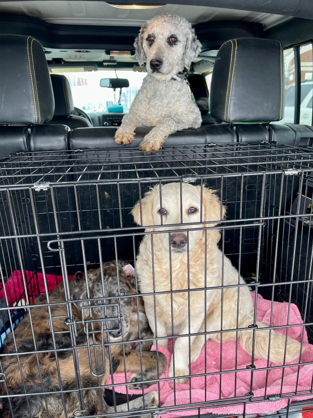 6 Lucky Rescue Dogs Need Your Help