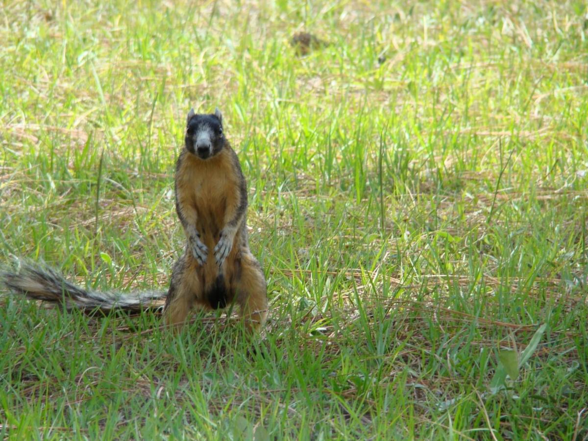 Squirrel photographed on the Crowley Museum and Nature Center property. 