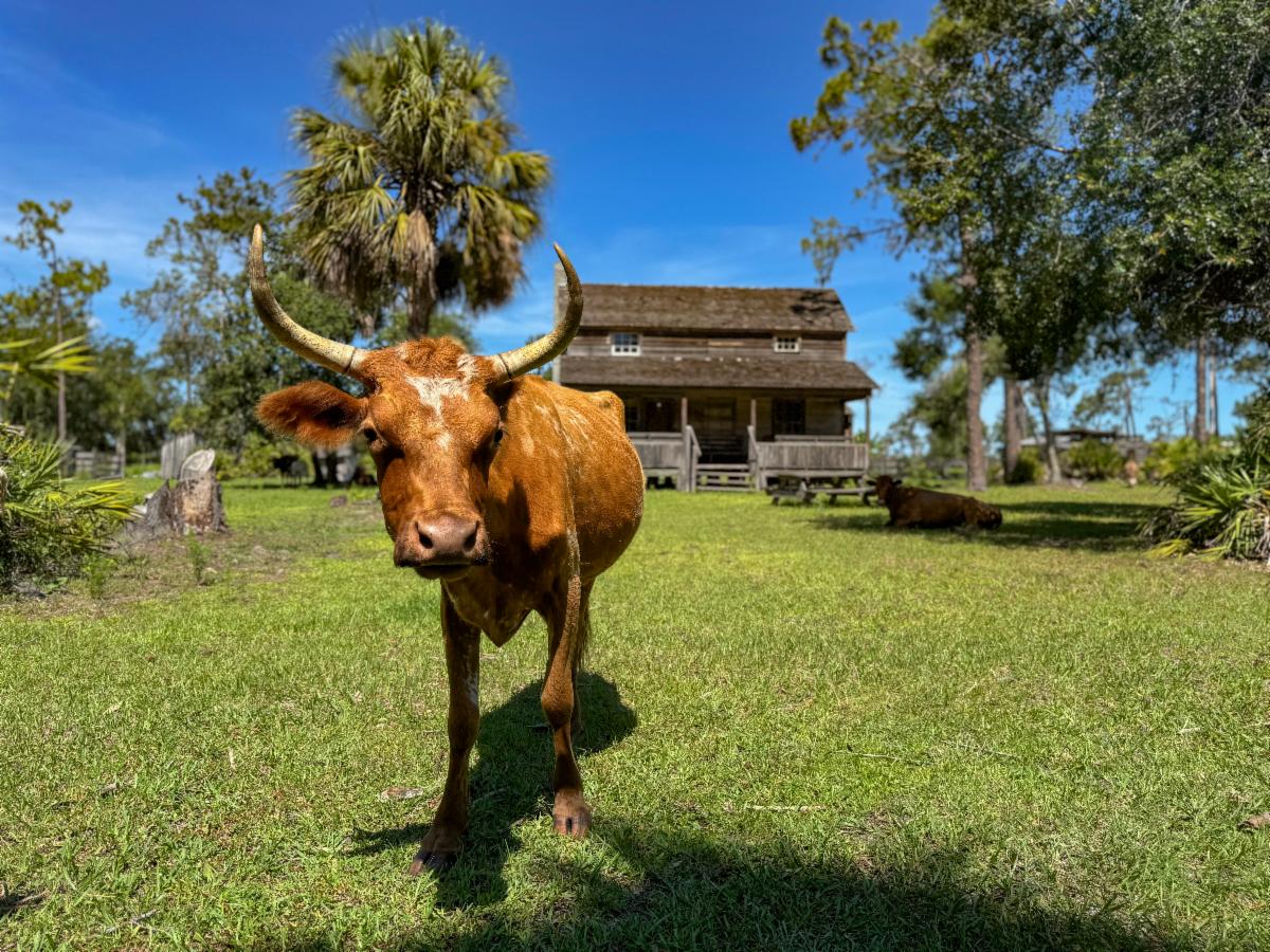 Cattle photographed at the Crowley Museum and Nature Center.