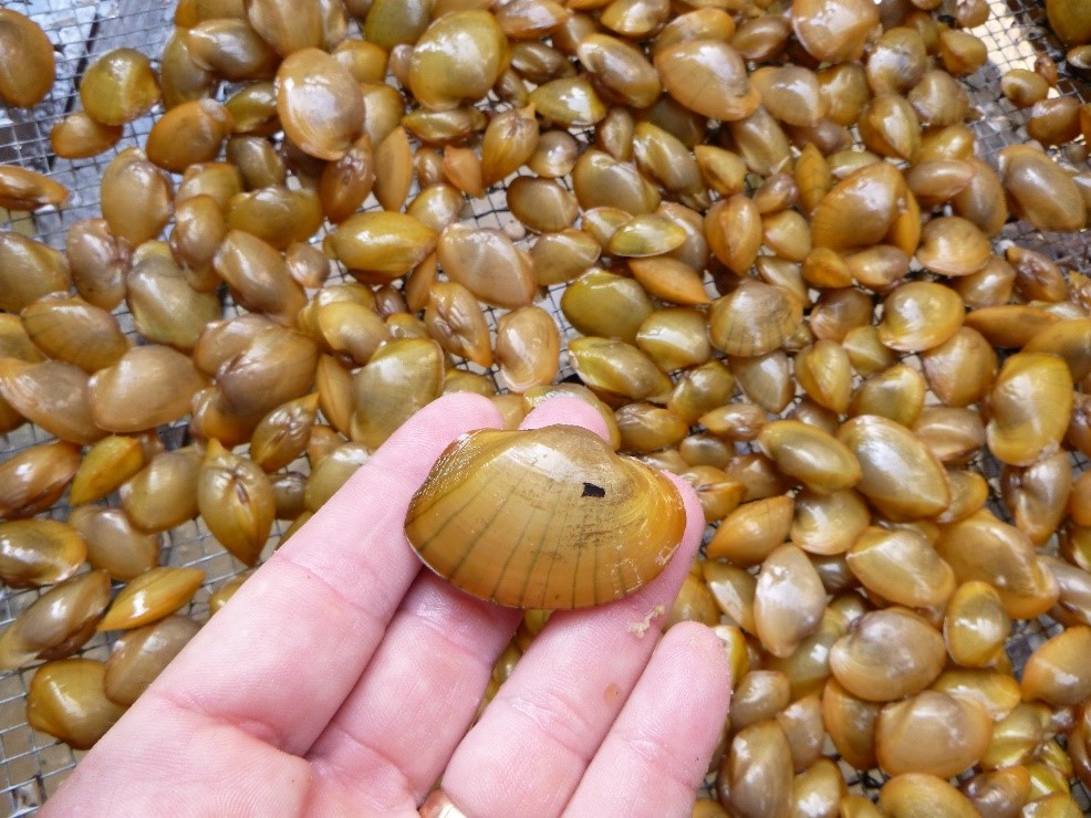 WHEN A BASS MEETS A MUSSEL agfc The Ozark Fly Fisher Journal