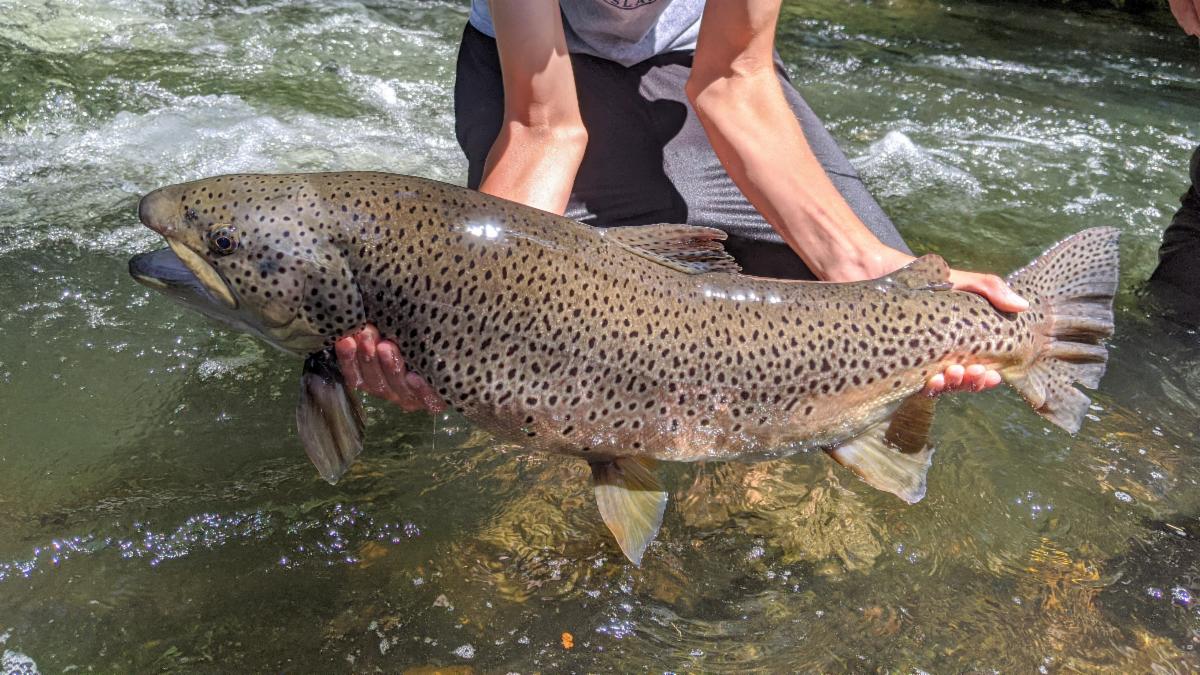 AGFC HI-Tech Studies on Dry run creek – The Ozark Fly Fisher Journal