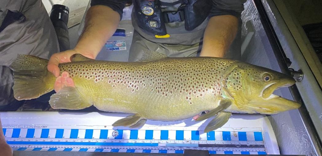 2022 Trout Population Monitoring The Ozark Fly Fisher Journal