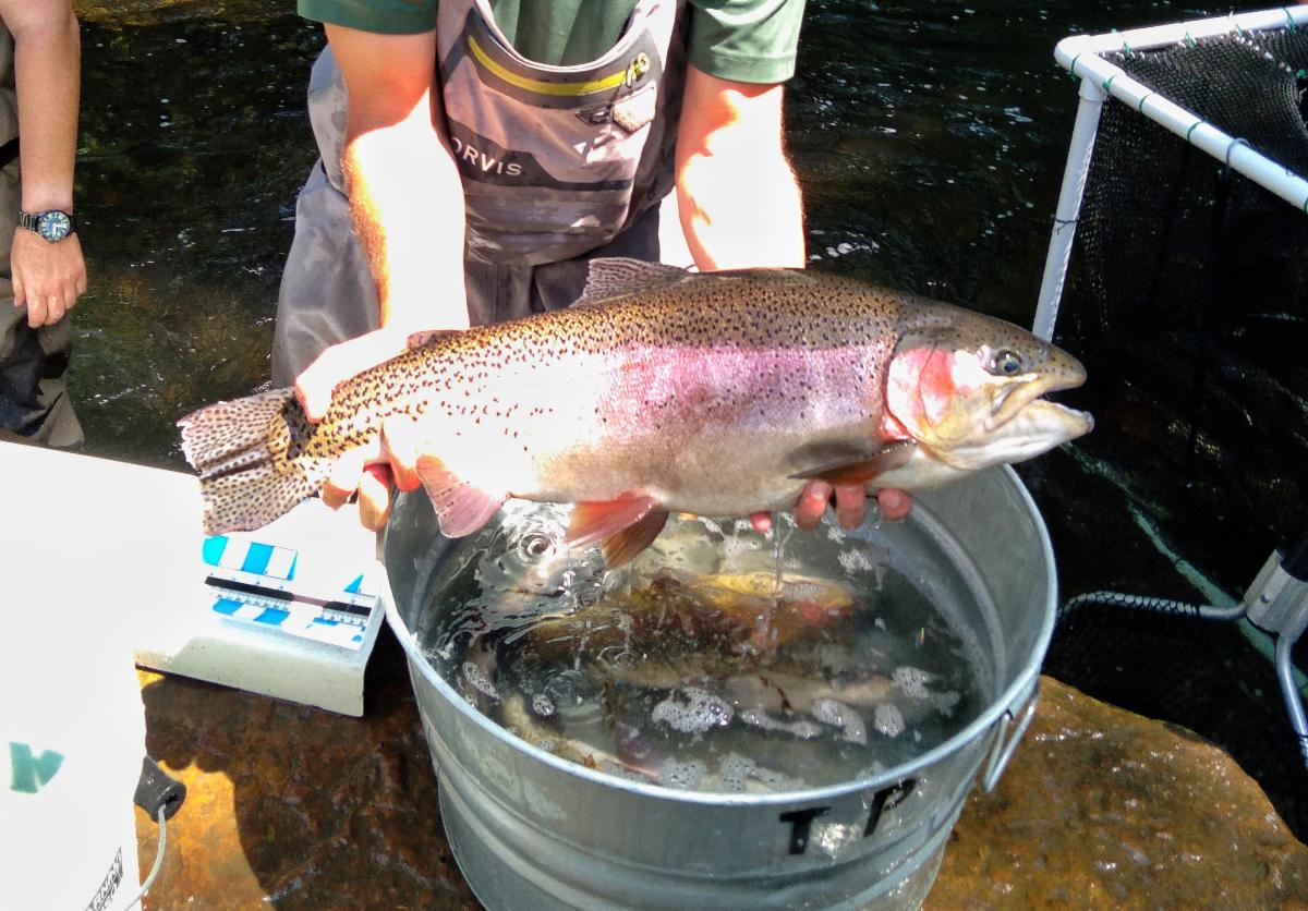 AGFC HI-Tech Studies on Dry run creek – The Ozark Fly Fisher Journal