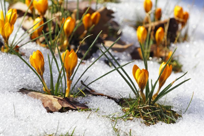 crocuses_in_spring.jpg