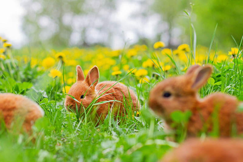 Rabbit Rabbit May Day Rabbit Rabbit | May 2026