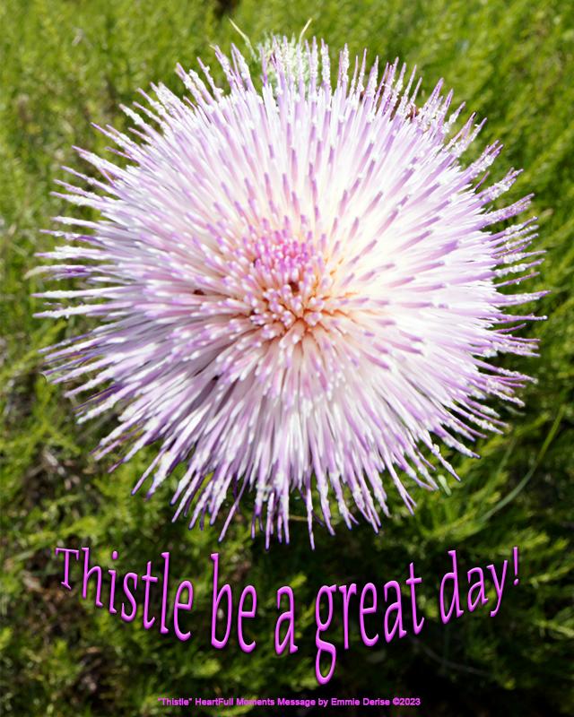 Thistle by Emmie Derise Â©2023