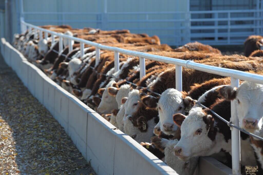 Beef trouble in the U.S., the PM speaks to farmers in Ottawa, and
