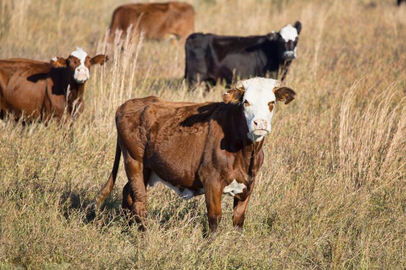 Beef cattle in a Florida Winter pasture look at the photographer as they chew their cud.