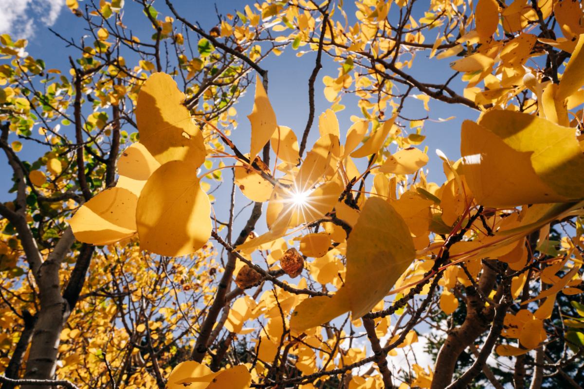 Closeup of yellow leaves with a sunbeam shining through