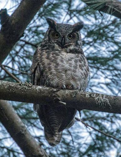 An owl perched in a tree