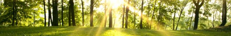 spring_forest_sunrise.jpg