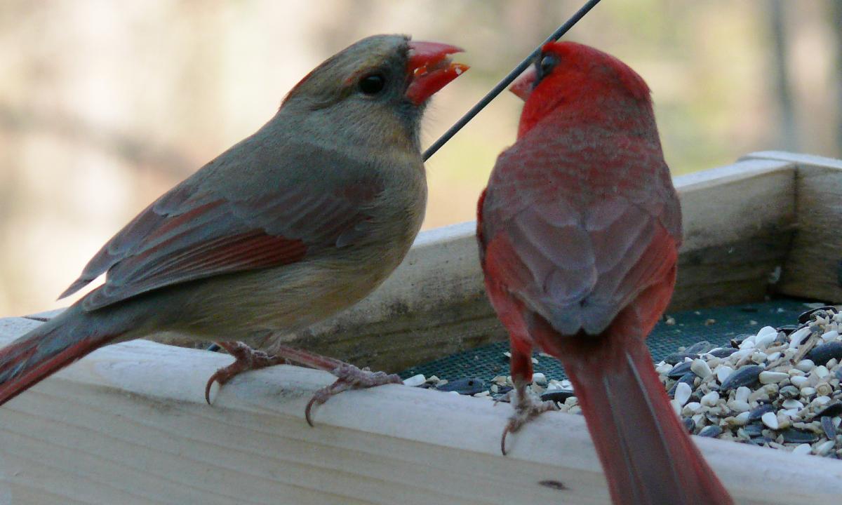where-did-all-my-cardinals-go