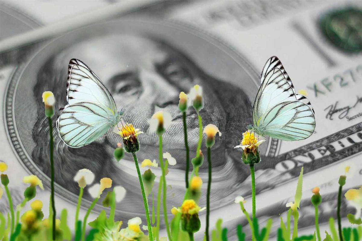 Butterflies in a field with dollar bill background