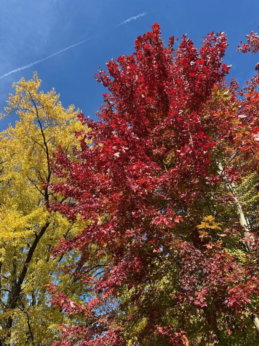 Cherry Tomato Pasta, Fall Photos, Tool Giveaway