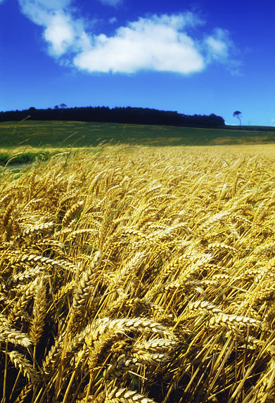 wheat_field.jpg