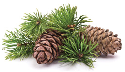 Pinecones